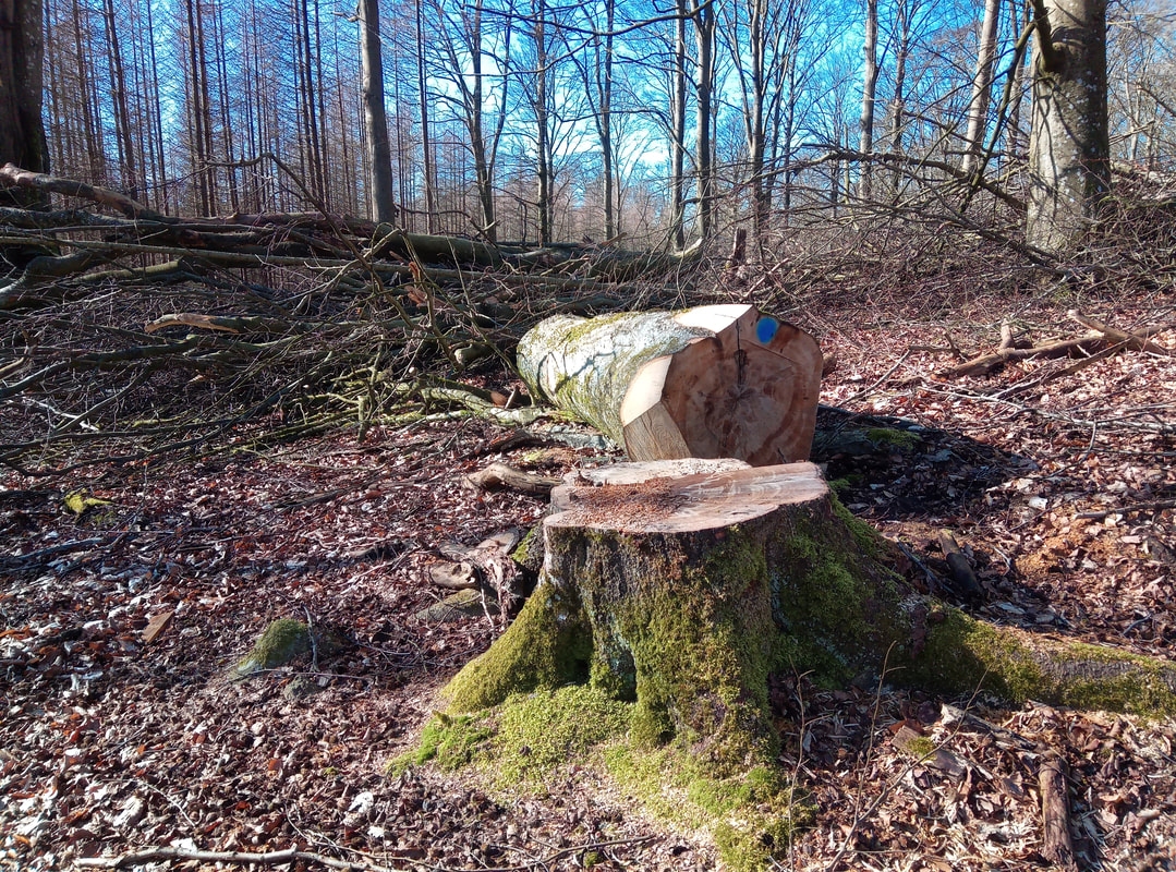 stubbfräsning skåne med joshtek